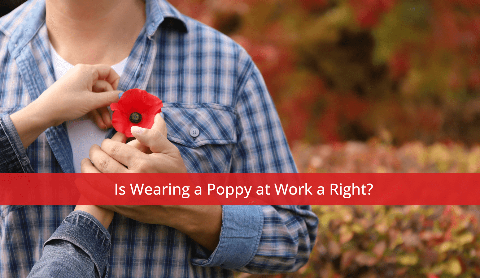 Featured image for “Is Wearing a Poppy at Work a Right?”